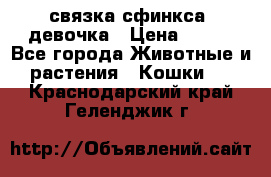 связка сфинкса. девочка › Цена ­ 500 - Все города Животные и растения » Кошки   . Краснодарский край,Геленджик г.